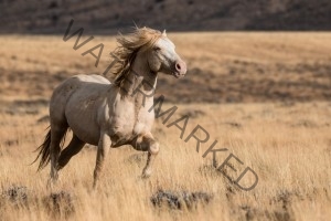 This wild cremello stallion lives in Southwestern Wyoming. I was photographing a band of horses in the late afternoon light when he ran up and stole the show. 
